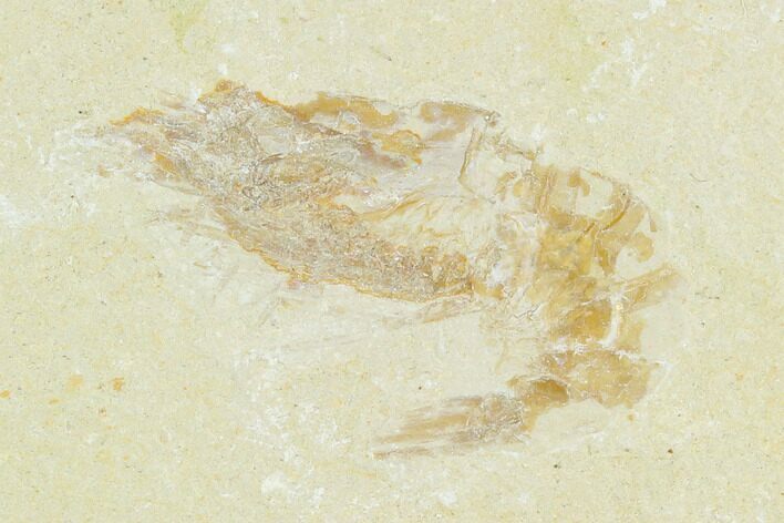 Cretaceous Fossil Shrimp - Lebanon #123982